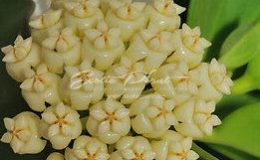 Hoya hellwigiana