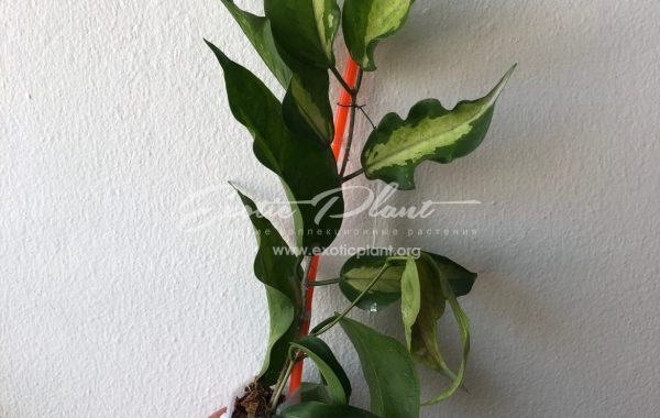 Hoya kenejiana variegata Nugget (125 ) 38
