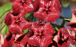 Hoya megalaster