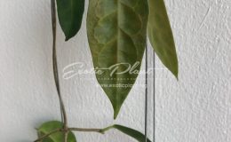Hoya megalaster (154 ) 26