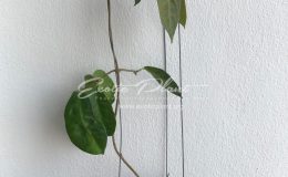 Hoya megalaster (154 ) 26