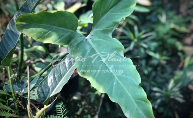 Philodendron sp.(T19) Ecuador 75