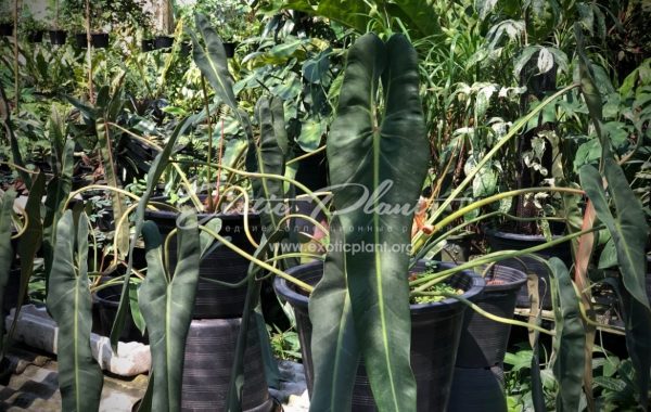 Philodendrum spiritus-sancti