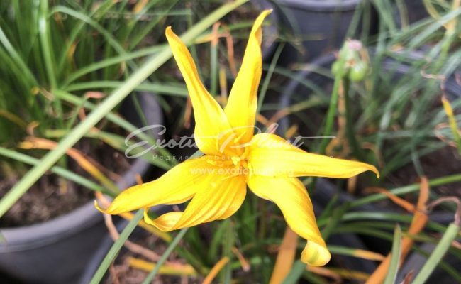 Zephyranthes cv Favissima 20