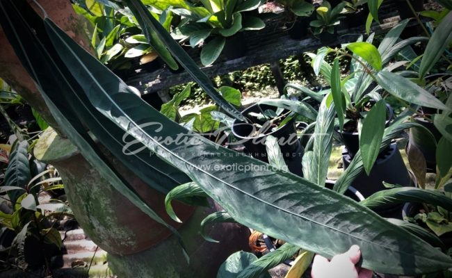 anthurium pallidiflorum (K8)