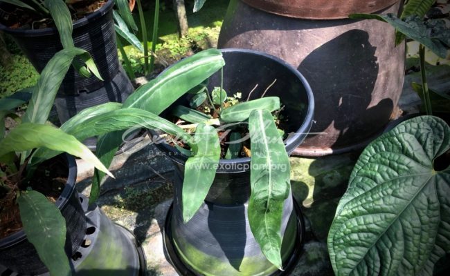 anthurium pallidiflorum (K8)