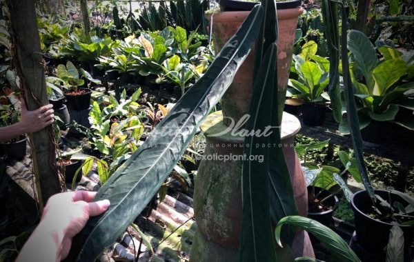 anthurium pallidiflorum (K8)