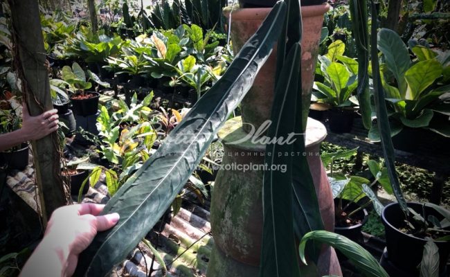 anthurium pallidiflorum (K8)