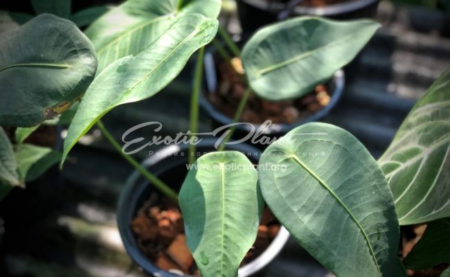 anthurium peltigerum