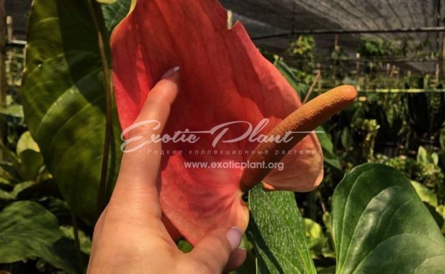 anthurium sp Giant (K1) 60