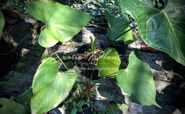 anthurium sp Giant (K1) 60