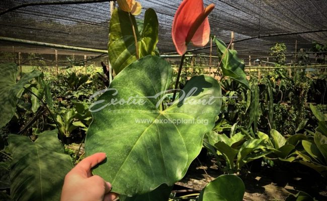 anthurium sp Giant (K1) 60