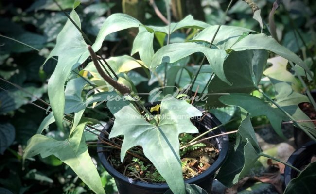 anthurium sp Pinnochio 60