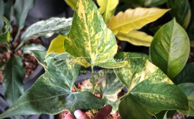 anthurium sp Pinnochio variegated