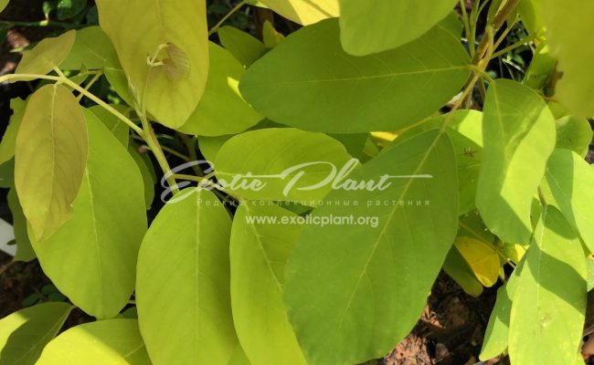 desmodium umbellatum 25