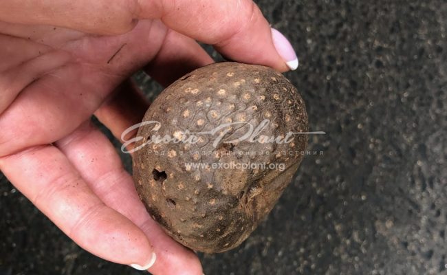 dioscorea bulbifera 10