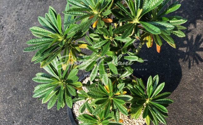 dorstenia gigas