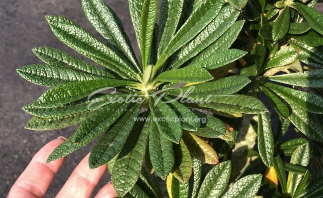 dorstenia gigas