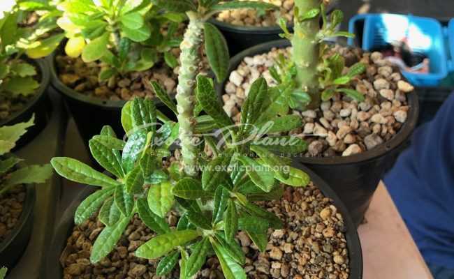 dorstenia gigas 75