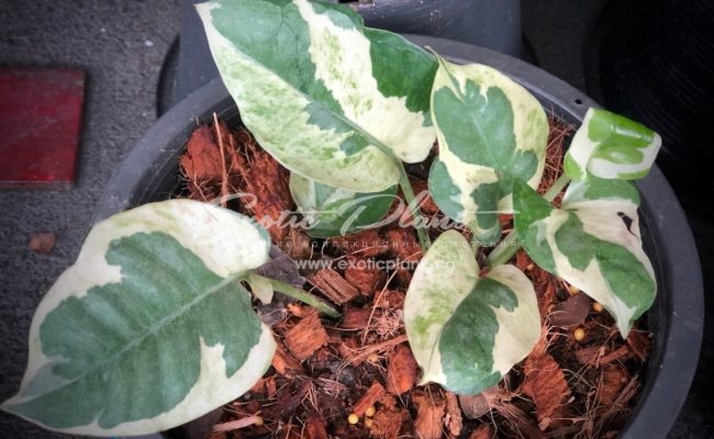 epipremnum sp cv Wow big and wave leave