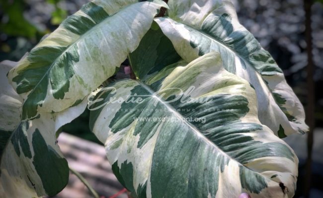 epipremnum sp cv Wow big and wave leave