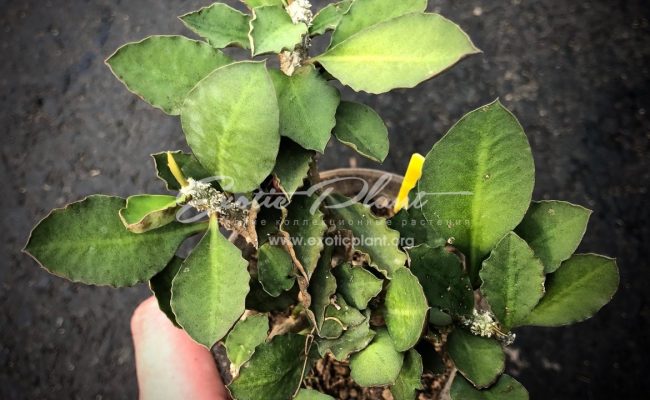euphorbia ambovombensis 45-60