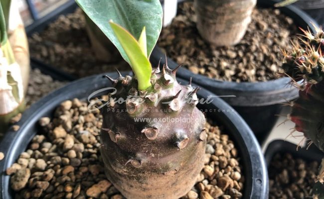 euphorbia pachypodioides 75-100