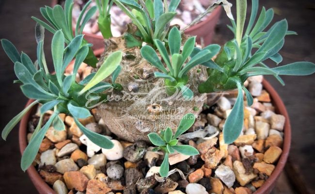 euphorbia sp 25