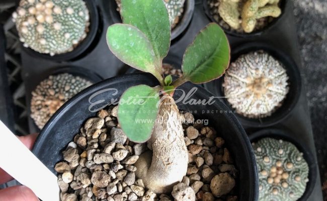 euphorbia sp nova Konohizia 65