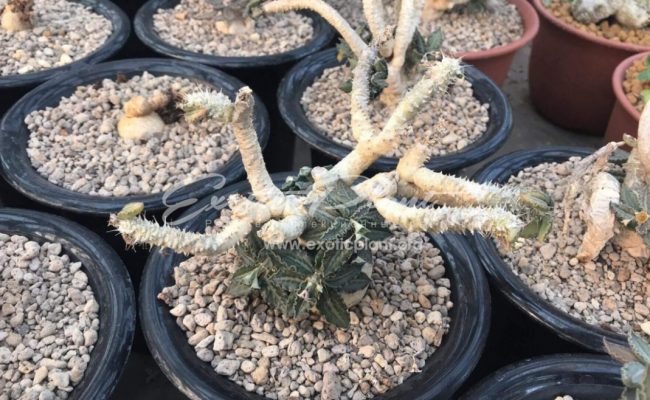 euphorbia tulearensis