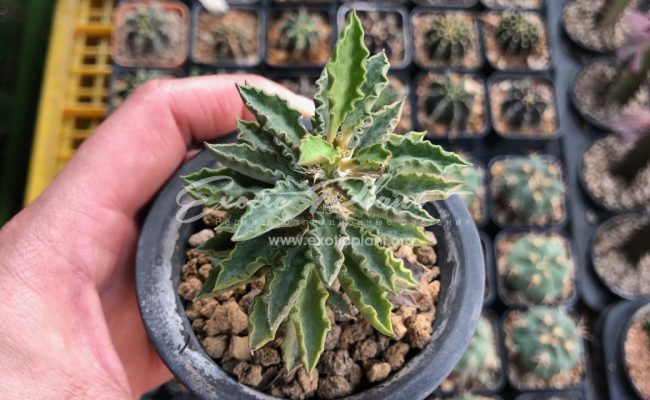 euphorbia tulearensis 45