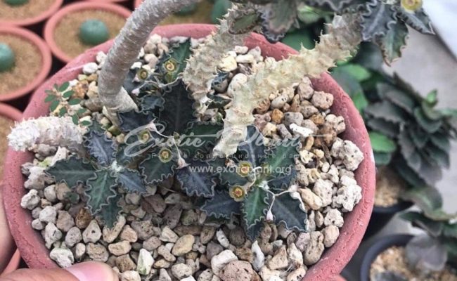euphorbia tulearensis