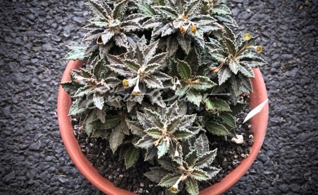 euphorbia tulearensis mature plant sample