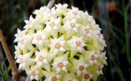 hoya acuta