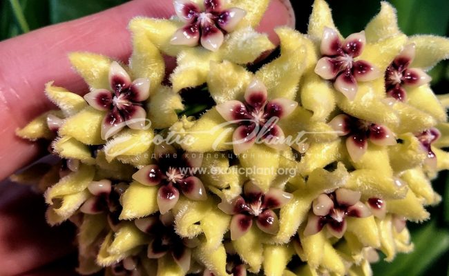 hoya alangensis 20
