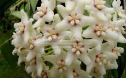 hoya australis
