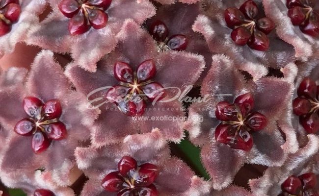 hoya globulifera Chocolate star 20