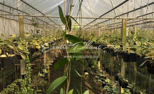 hoya globulifera Chocolate star 20