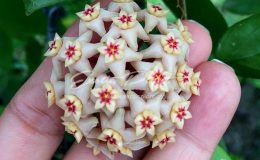 hoya limoniaca