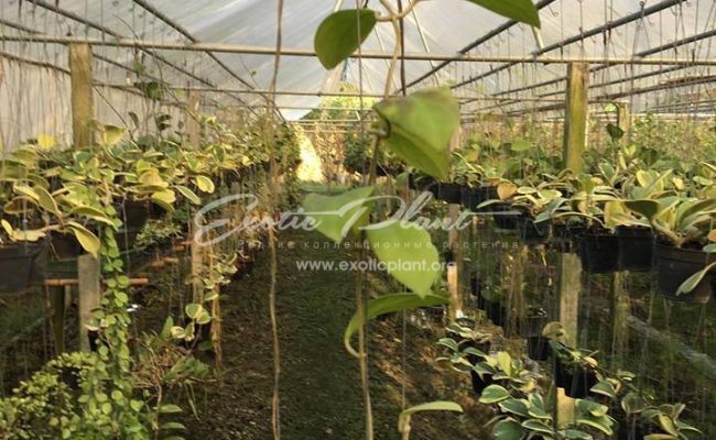 hoya mindorensis UT042 20