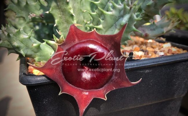 huernia cv Korat Crimson 25