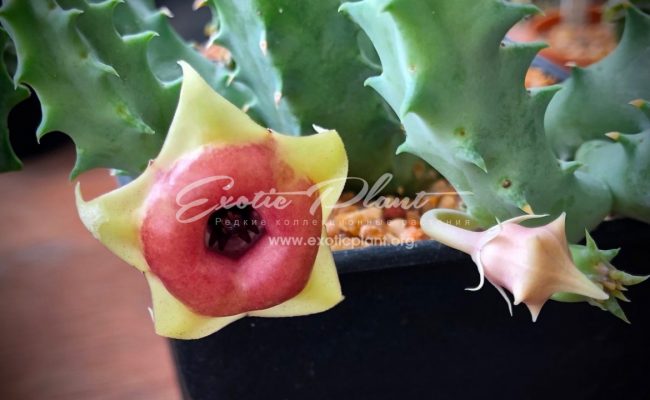 huernia cv Red Belly 25