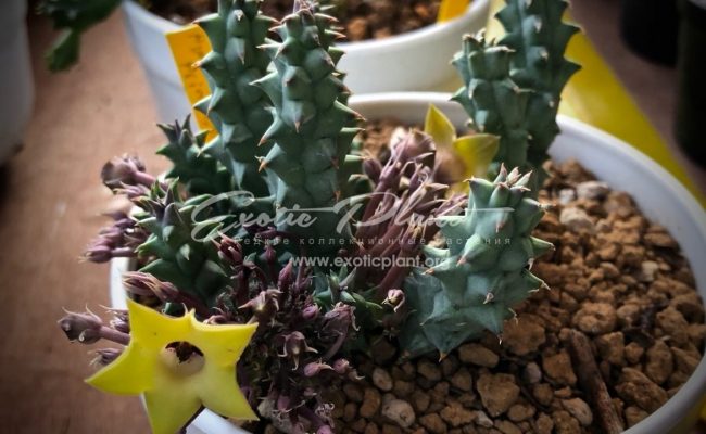 huernia primulosa 25