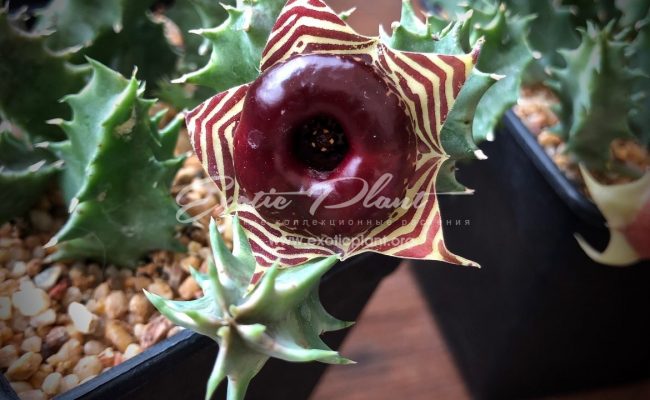 huernia zebrina var.magniflora 25