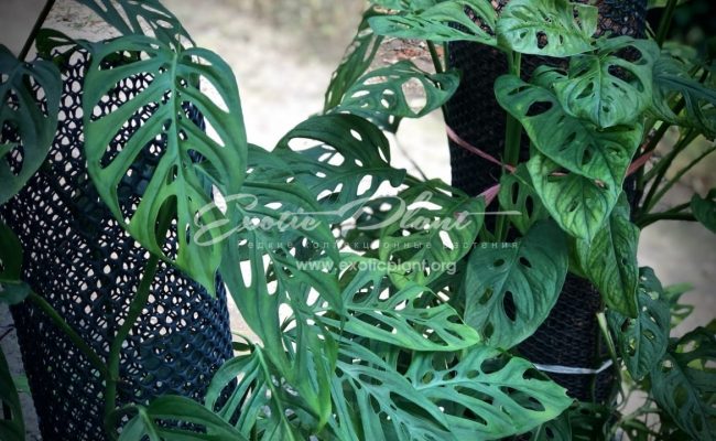mostrera sp (N1) left monstera obliqua right