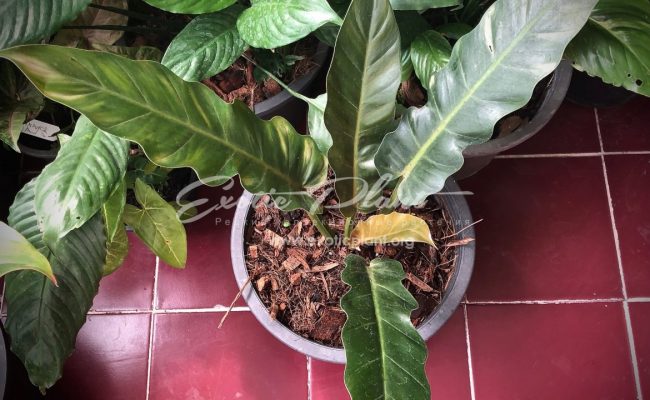 philodendron Hercules 45