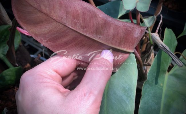 philodendron atabapoense 50-75