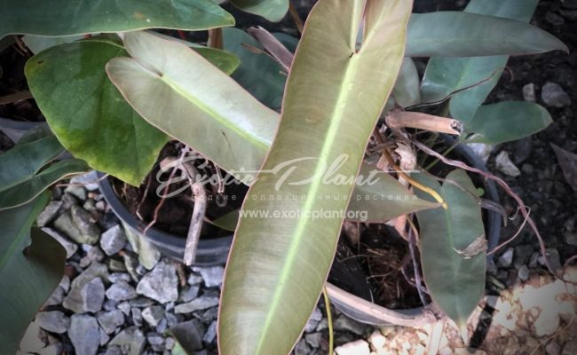 philodendron atabapoense 50-75