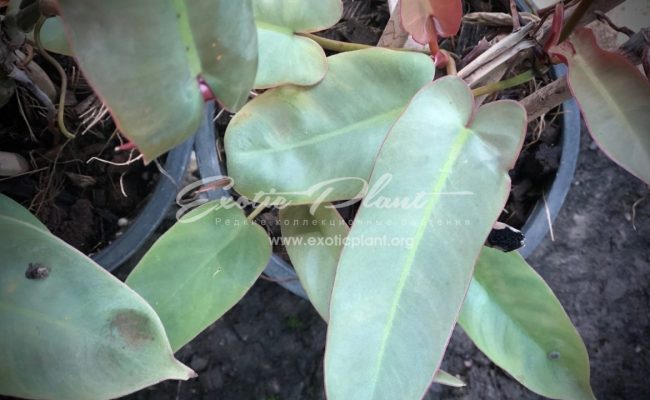 philodendron atabapoense 50-75