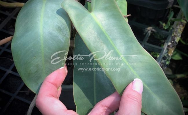 philodendron atabapoense 50-75